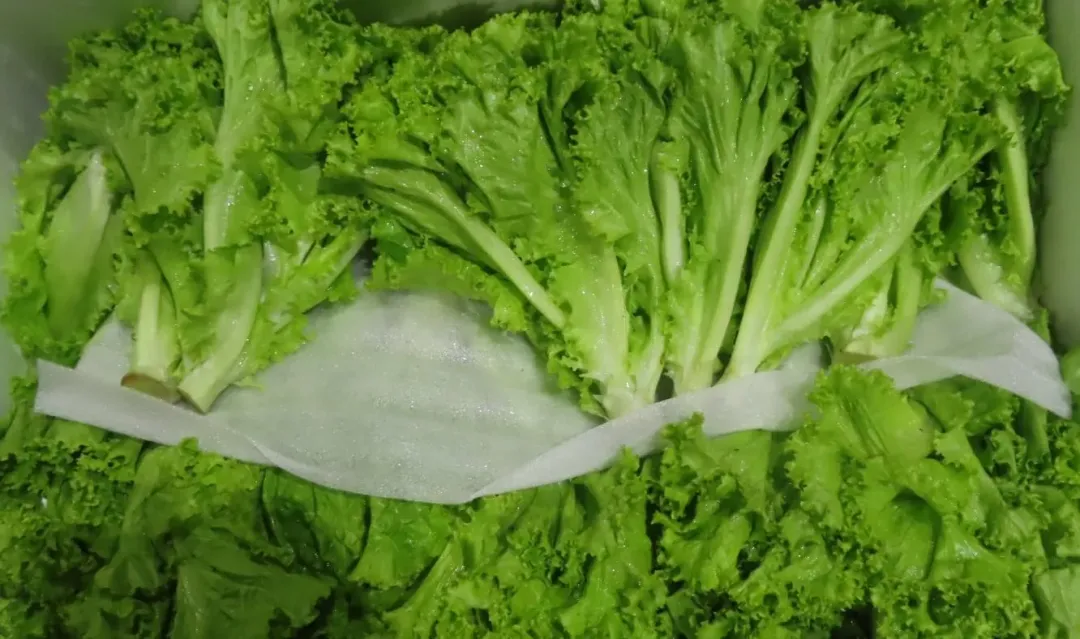 從越南進口的「萵苣(FRESH LETTUCE)」檢出殘留農藥四氯異苯腈2.9 ppm。(圖/食藥署提供)