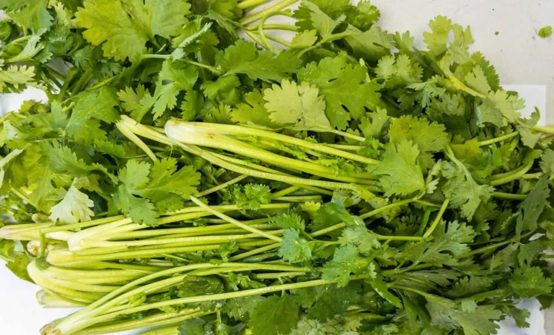 有兩批從越南進口的香菜,被驗出殘留農藥不合格。(圖/食藥署提供)