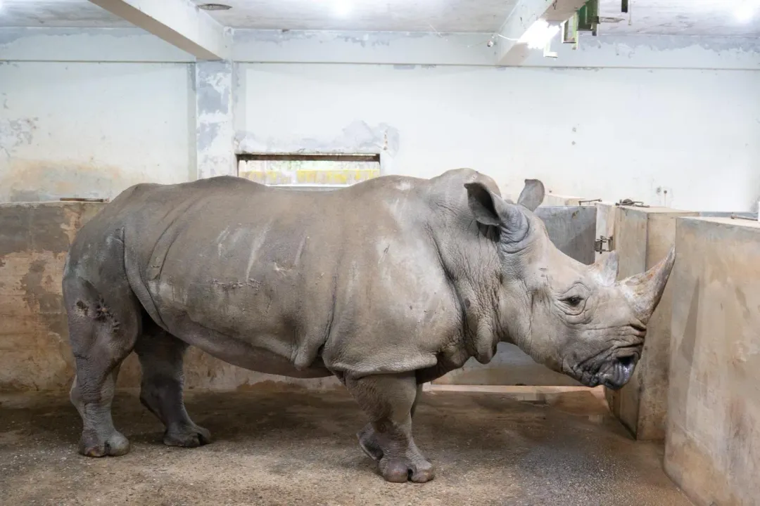 白犀牛犀敏是動物園非洲區最資深的住民之一，是園內數一數二高齡的白犀牛。（圖／台北市立動物園提供）