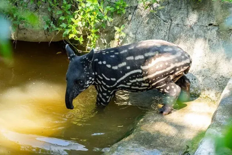 台北市立動物園7月15日喜迎馬來貘寶寶「莉姆路」,未滿2個月大的牠從剛出生的7公斤飛速成長至今40公斤。(圖/台北市立動物園提供)