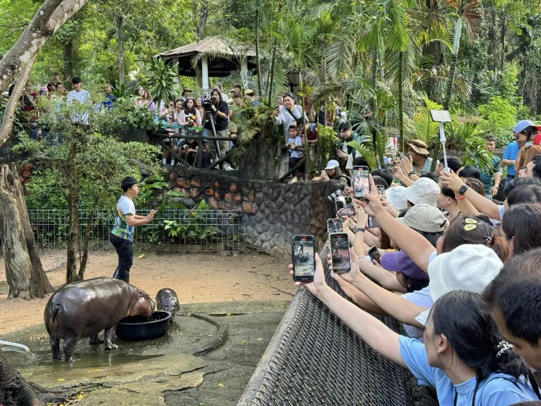 每天都有大批遊客到動物園搶拍「彈跳豬」。（圖／翻攝自FB@kkopenzoo）