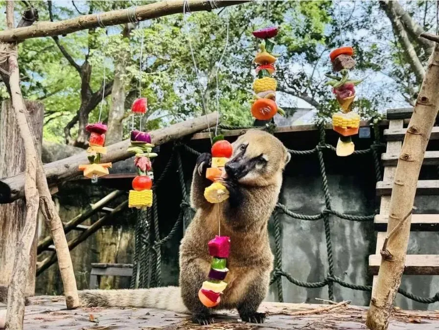 為了讓園區內動物營養均衡，保育員與營養師共同規劃動物食譜。（圖／壽山動物園）