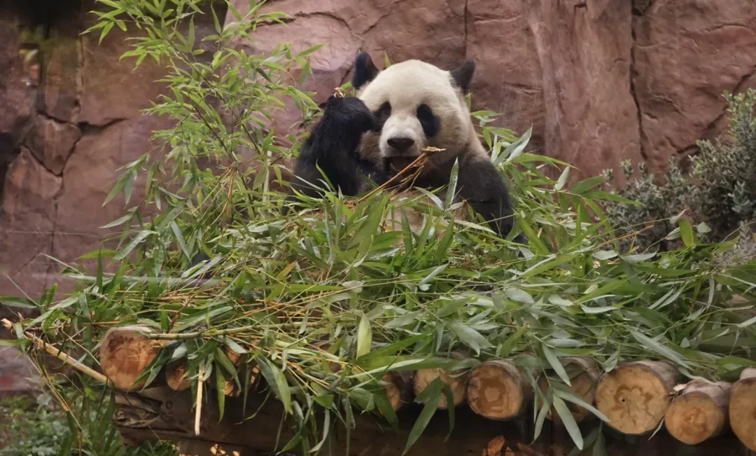陸重啟「貓熊外交」雲川今年8月在美國加州聖地牙哥動物園亮相。(圖/新華社)