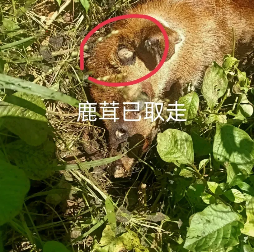 有墾丁在地網友發文稱,梅花鹿被盜獵者割取鹿茸後遭原地棄屍不管,導致屍臭味彌漫四周。(圖/翻攝自「爆料公社」)