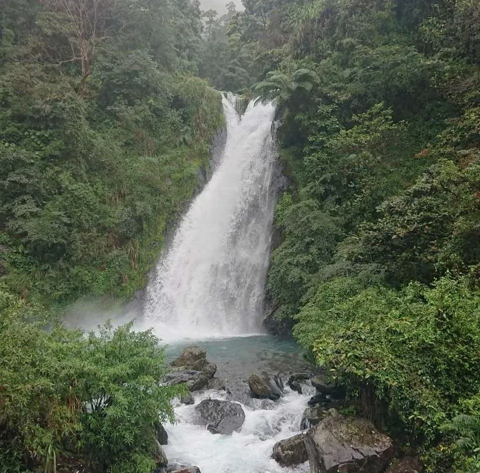 宜蘭縣內知名旅遊勝地新寮瀑布附近,最近因豪雨導致樹木倒塌,虎頭蜂從樹上蜂窩湧出,林業署宜蘭分署暫時封閉該區。(圖/翻攝自台灣山林悠遊網)