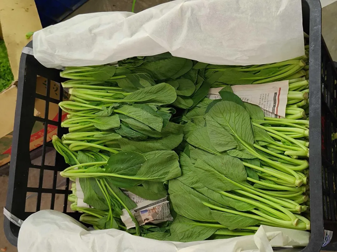 油菜。