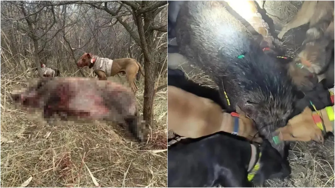 蘇男提供狩獵時，獵犬包圍野豬的現場照片。（圖／翻攝九派新聞）