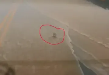 道路積水中,可以看到活蹦亂跳的吳郭魚。(圖/翻攝畫面)