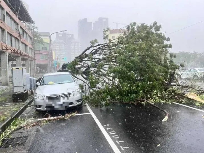 三民區豐裕里出現路樹倒塌情形，里長及相關單位正在協助瞭解中。（圖／民眾提供）