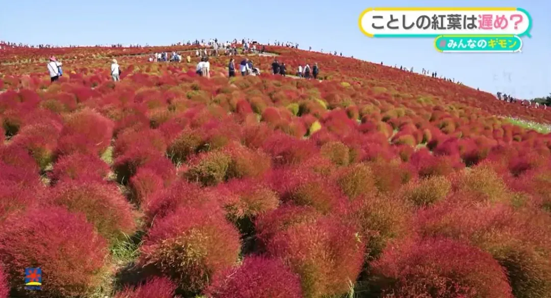 10月中旬將進入波波草最佳觀賞季節，圖為茨城國營日立海濱公園。（圖／翻攝NNN）