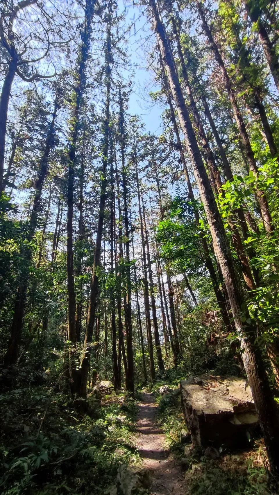 遊客漫步在八仙山國家森林遊樂區步道，盡情放鬆身心靈。（圖／林業及自然保育署台中分署提供）