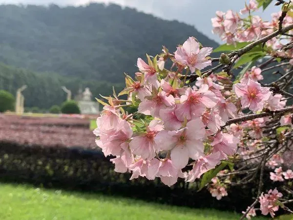 九族文化村歐洲花園內的枝垂櫻搶先綻放,在蕭瑟的秋季添上一抹粉嫩。(圖/九族文化村提供)