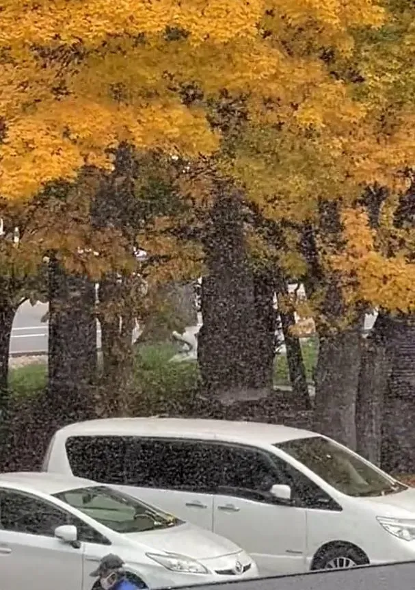 雪蟲。(圖/X)