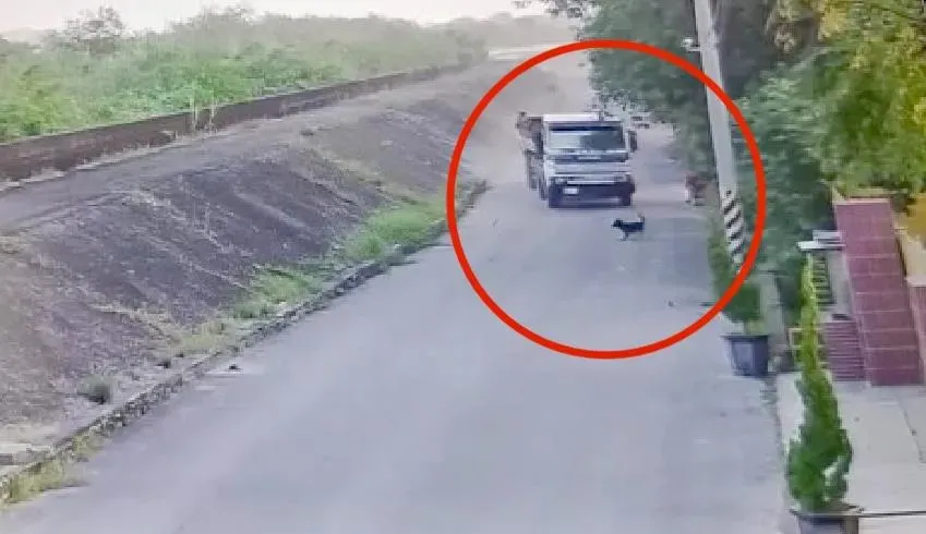 砂石車疑似故意輾斃小黑狗。(圖/家畜疾病防治所提供)