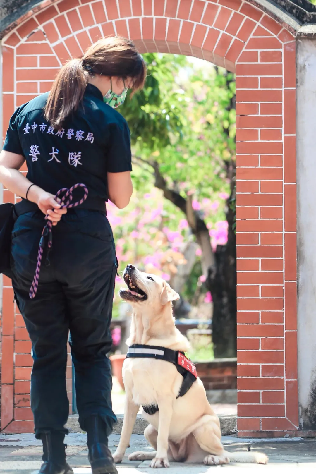 台中市警犬Pinky。（圖／台中市刑大提供）