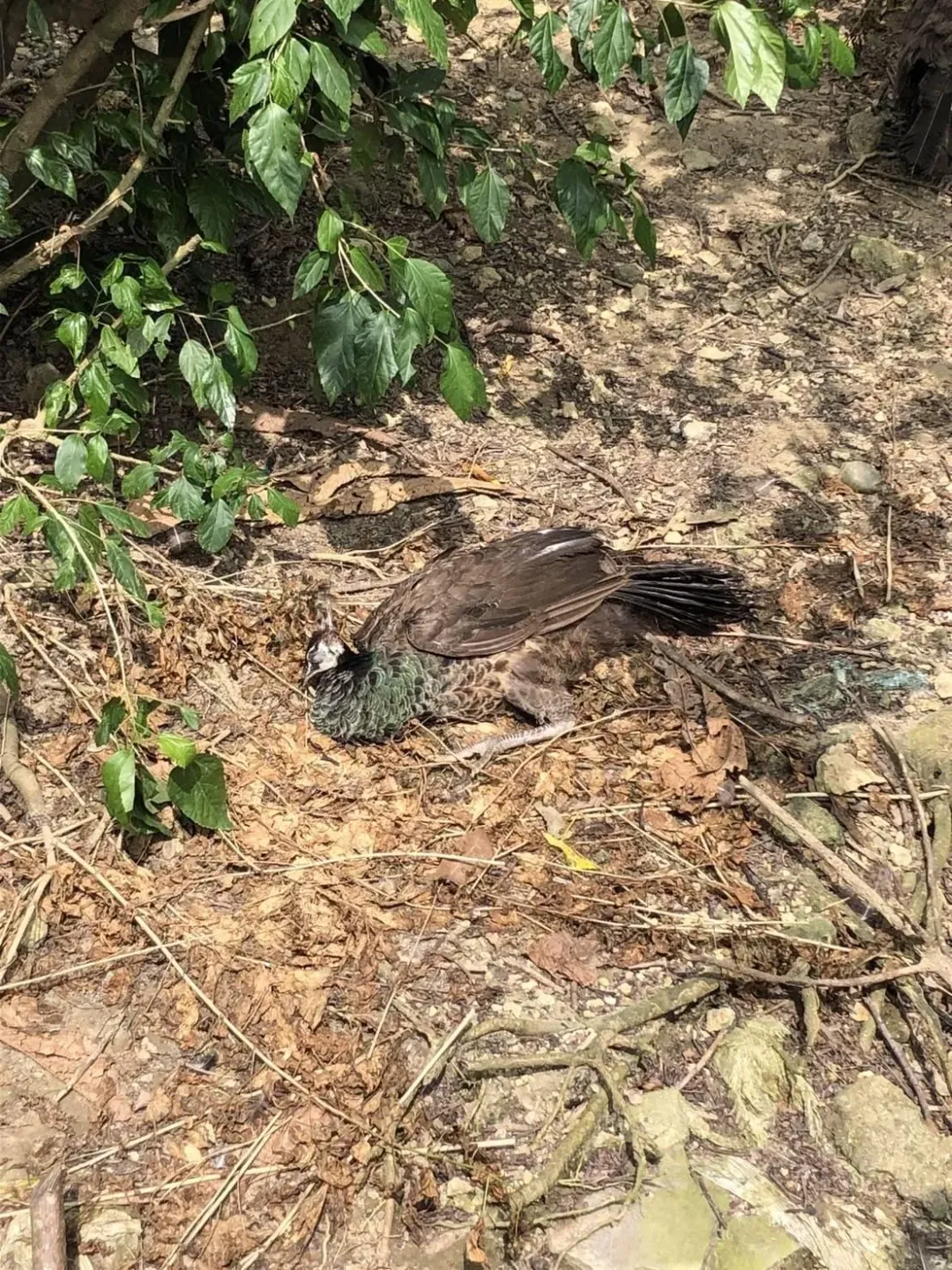孔雀們曬日光浴的樣子看起來「好像掛了」。（圖／翻攝自壽山動物園Instagram）