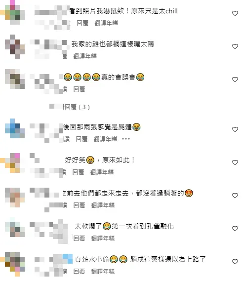 網友紛紛留言表示自己被孔雀們曬日光浴的樣子嚇到。（圖／翻攝自壽山動物園Instagram）