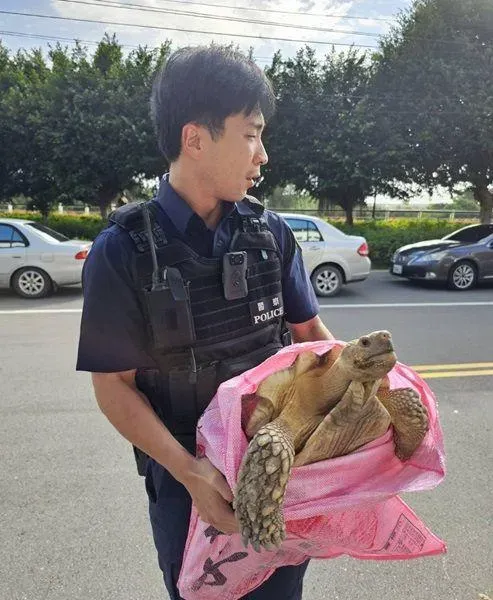 蘆竹區錦溪路昨日有一隻蘇卡達象龜在車道上緩慢爬行。（圖／蘆竹警分局）