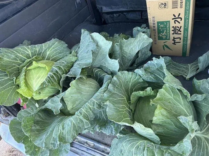 「最強菜農」林佳新稱說陳吉仲若遭羈押將會在農業部前發送1000顆高麗菜。（圖／林佳新臉書）