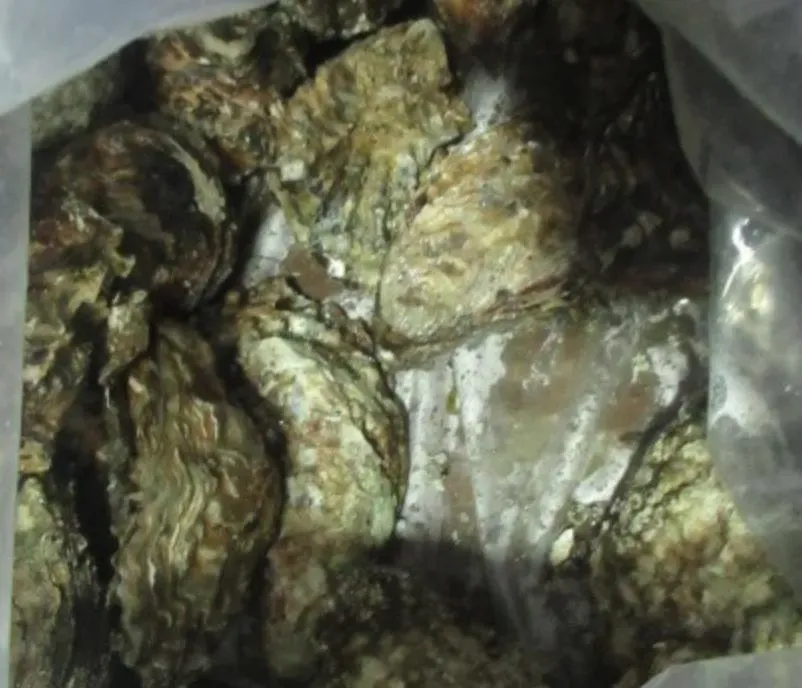 由「上銀國際貿易有限公司」自美國輸入的「生蠔」被檢出重金屬鎘4mg/kg。(圖/食藥署提供)