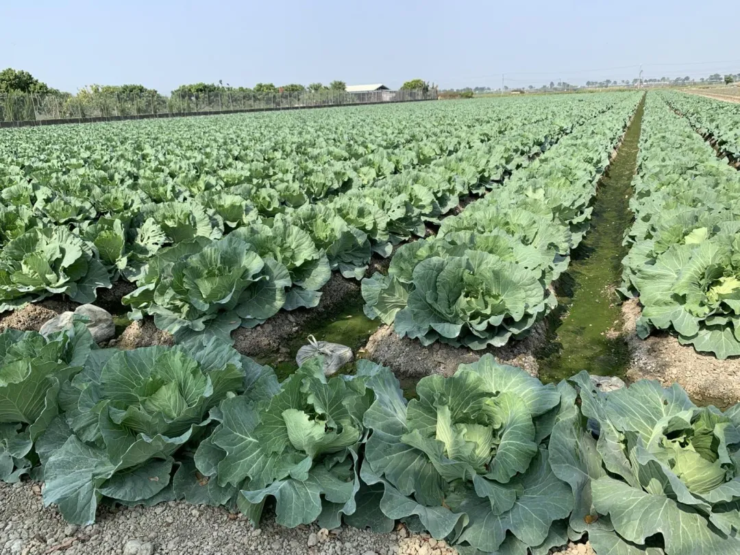 近期天候冷涼，蔬菜生長良好。（圖/農糧署提供）