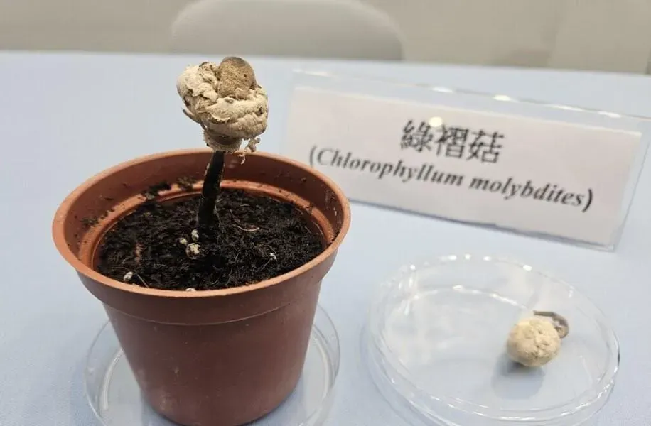 台灣最常通報蕈類中毒個案為綠褶菇,食藥署提醒,看到路邊生長的野生菇類,應遵守「不採不食」原則。(圖/中央社)