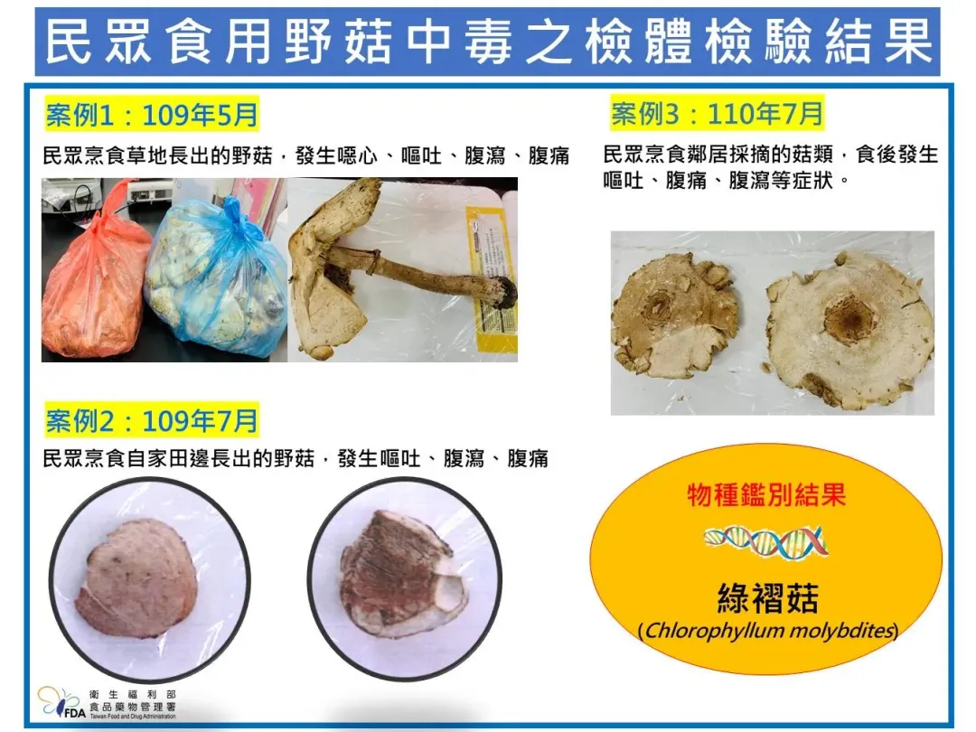 台灣最常通報蕈類中毒個案為綠褶菇。(圖/食藥署)