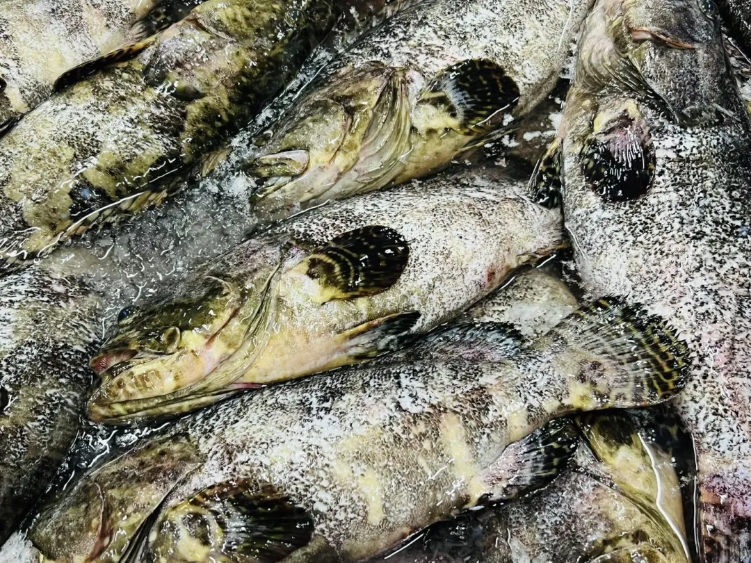 龍虎斑是混種魚，兼具父母代的優勢，是石斑中「強強聯姻」。（圖／民眾提供）