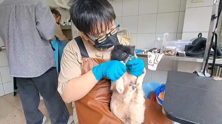 美容師幫狗狗剪指甲。（圖／新竹動保所提供）