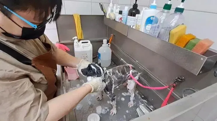 梳洗過程中，狗狗慢慢地感受到舒服，也逐漸放下戒心。（圖／新竹動保所提供）