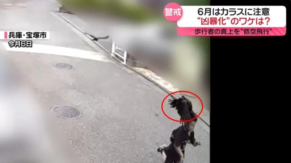 日本時常傳出民眾遭烏鴉襲擊。（圖／翻攝NNN）