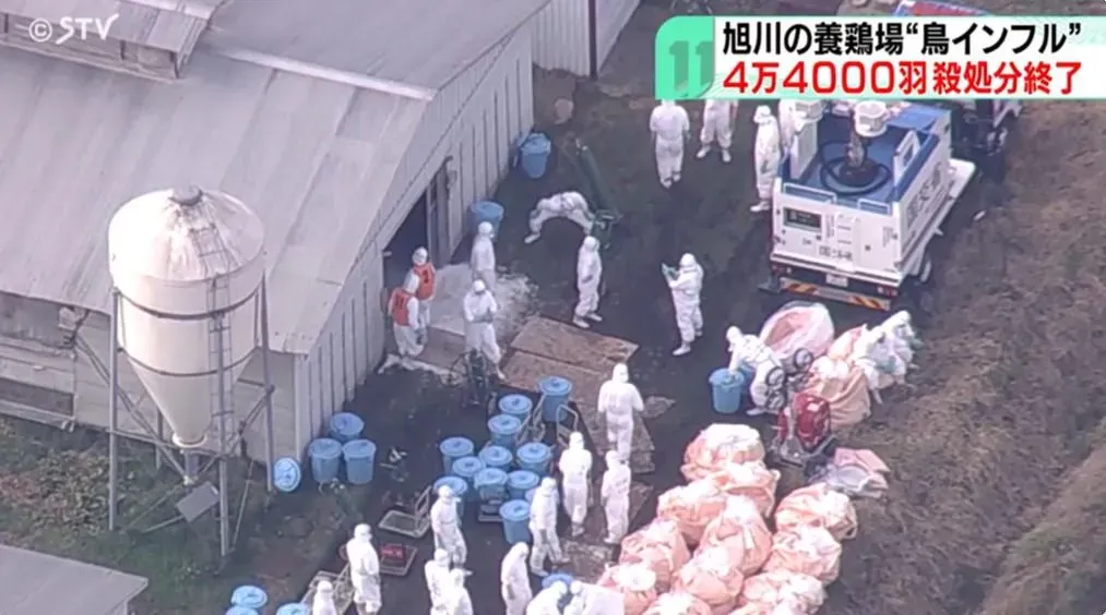 北海道旭川市一處養雞場爆發禽流感疫情,4.4萬隻雞遭撲殺。(圖/翻攝NNN)