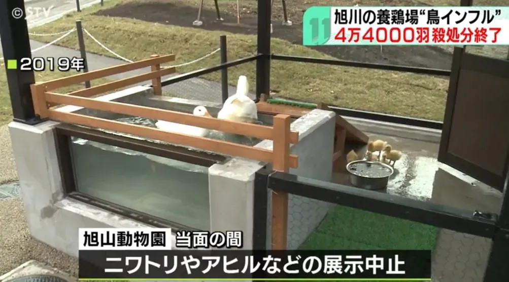 著名的旭山動物園緊急關閉可愛動物區(圖/翻攝NNN)