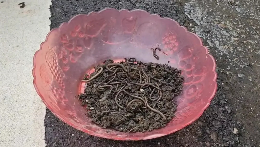 現場有人蹲在地上一隻一隻「撿蚯蚓」，撿起來的蚯蚓就被放在鋪了一層土的容器中，還表示「 師父說不能殺生」。（圖/中天新聞）