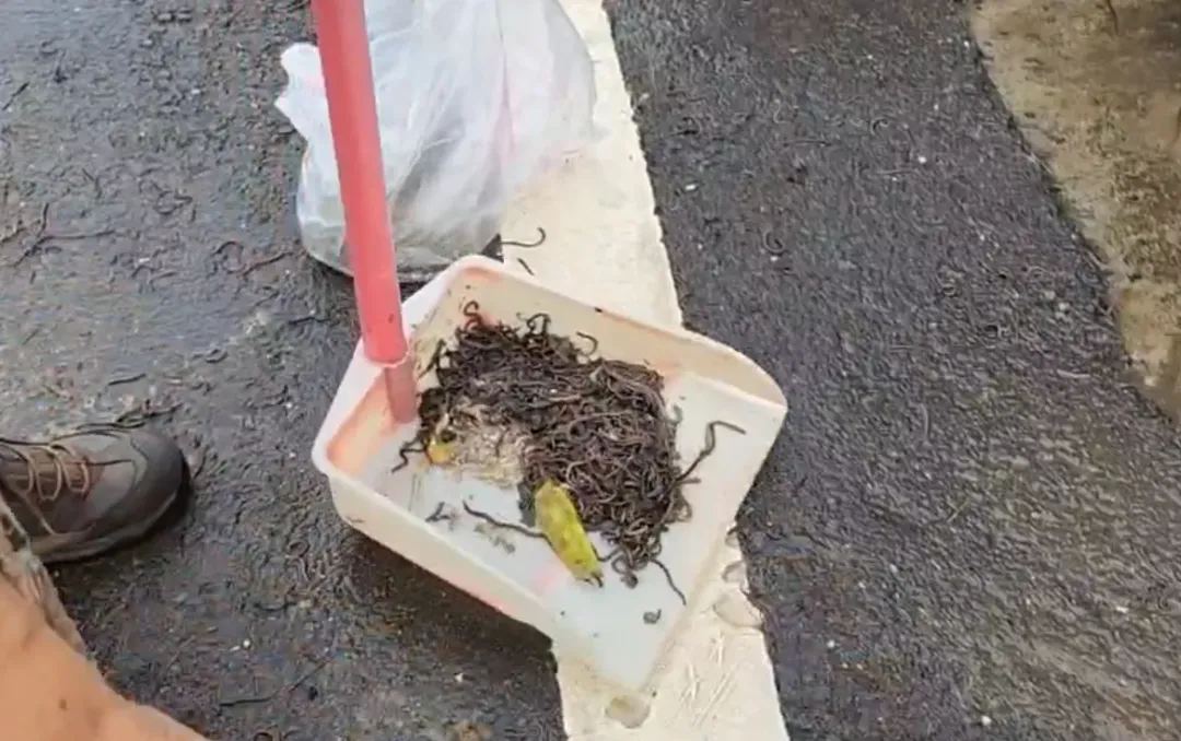 有人掃了一早上的地「收穫滿滿」，一大堆的蚯蚓在袋子中蠕動，一名阿姨邊掃邊念「蛋白質很多」。（圖/中天新聞）
