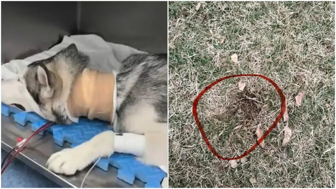 廣東多座城市爆出多隻寵物狗遭投毒事件(圖/翻攝微博)