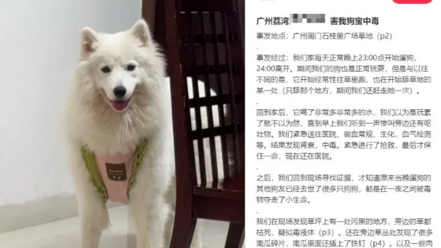 有飼主悲訴經過(圖/翻攝微博)