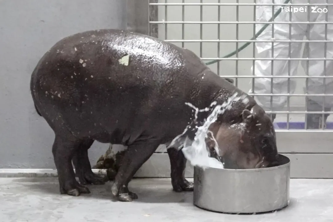 Thabo開心玩水。(圖/翻攝自Taipei Zoo 臺北市立動物園臉書粉專)