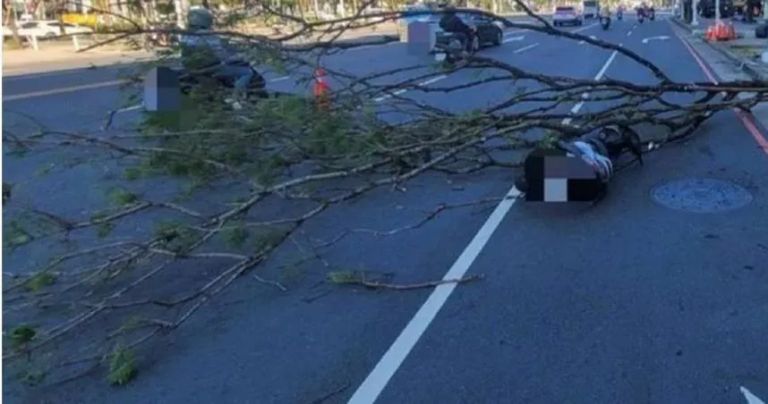 高雄發生路樹倒塌事故,導致1名男騎士連人帶車自摔。(圖/翻攝畫面)