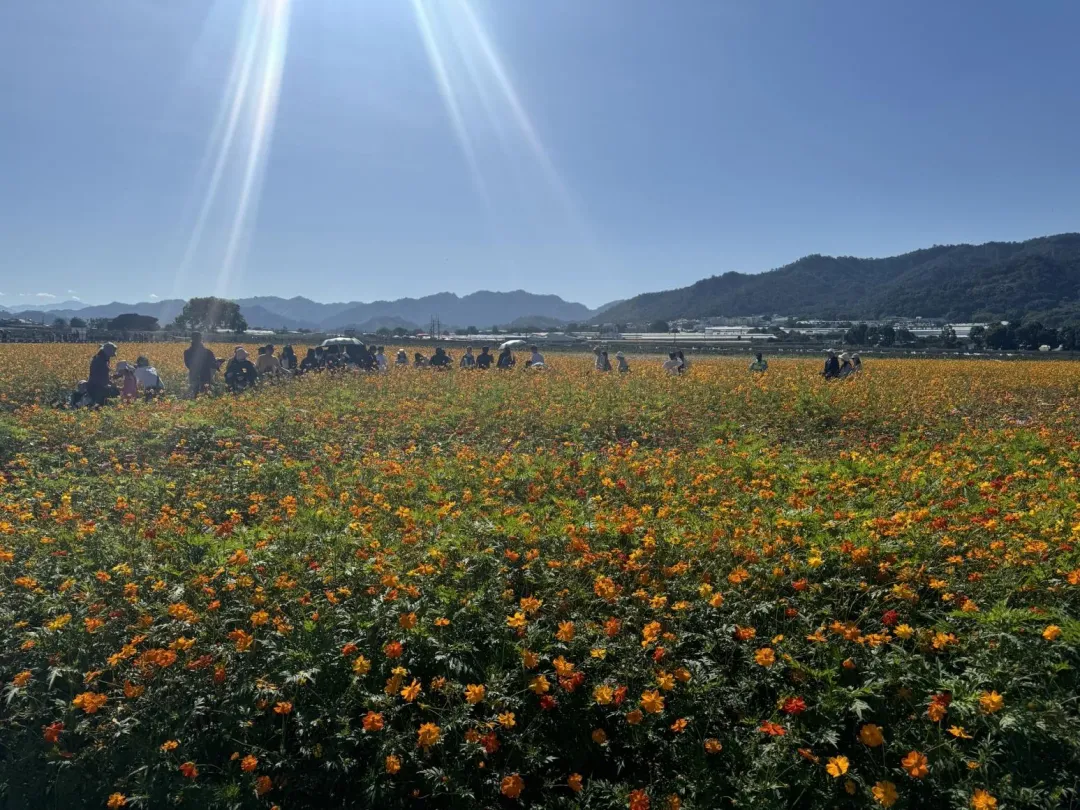 花毯節雖然告一段落,但新社區的花卉盛況仍然持續著。(圖/台中市政府提供)