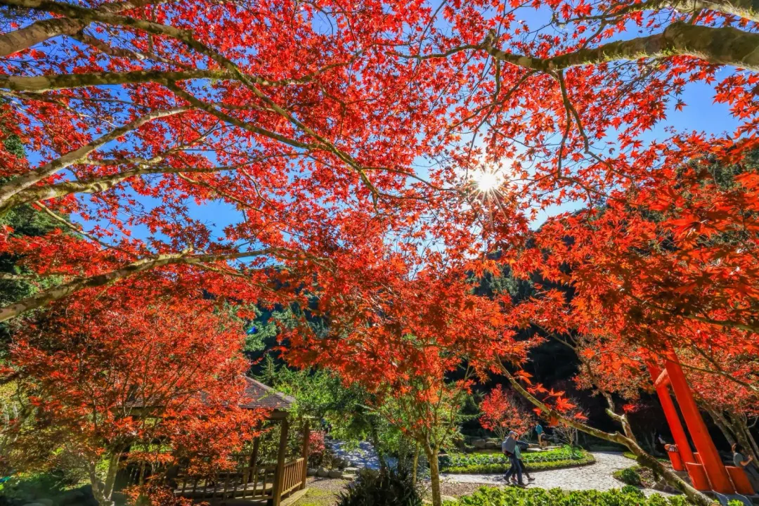杉林溪僅存1、2成的楓紅。（圖／杉林溪園區提供）