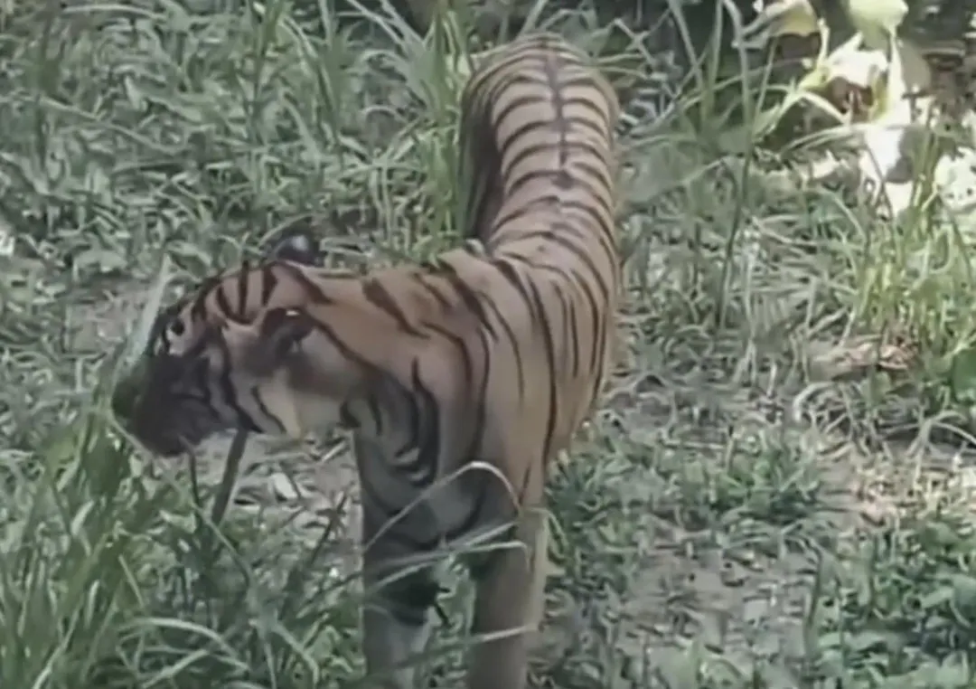 廣州動物園之前一隻華南虎也瘦到吃草登上媒體版面。（圖／翻攝微博）