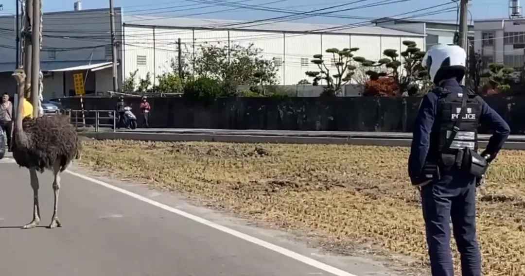 員警獲報後即刻到場,為避免驚嚇在道路中行走之鴕鳥,遂一面圈圍一面通報,目前已會同呂姓飼主將鴕鳥帶回飼養場安置。(圖/警方提供)