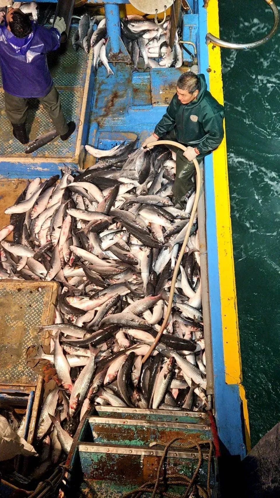 彰化線西漁民黃超群開船到馬祖東引守候烏魚，終於在半夜捕獲到1500尾烏魚。（圖／翻攝賴清美臉書）