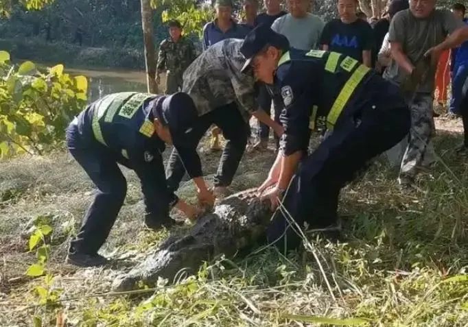 雲南一隻近3米長鱷魚咬破鐵籠脫逃。(圖/翻攝微博)