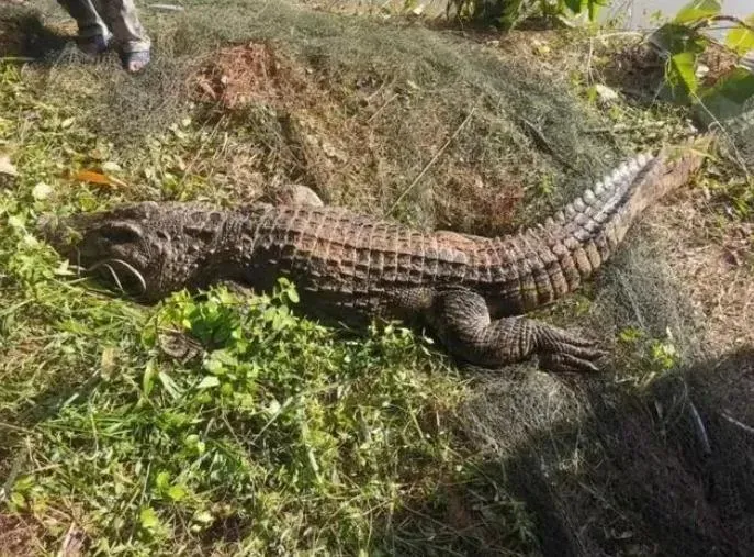 鱷魚遭擊斃後撈上岸。(圖/翻攝微博)