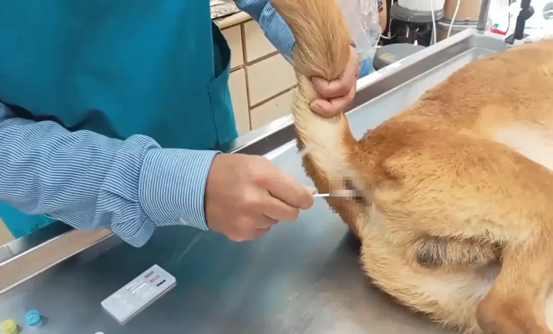 經獸醫檢查，流浪犬的健康狀況尚佳，推測其流浪高山期間可能有被餵食過。（圖／中天新聞）