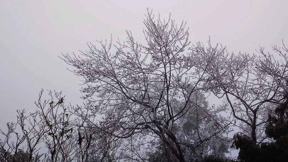 太平山國家森林遊樂區這波寒流低溫下，在今日凌晨陸續下霧淞。（圖／翻攝自臉書／太平山國家森林遊樂區）