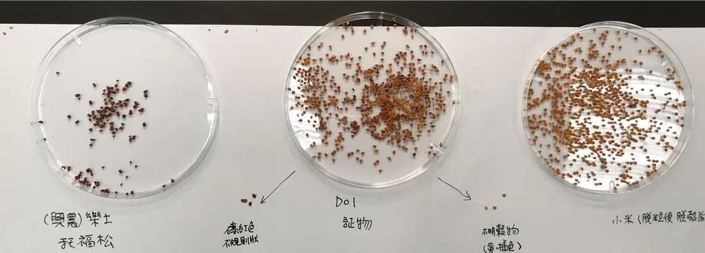 台東地檢署專案小組發現,脫粒後、脫殼前的小米和農藥托福松外觀都是紅褐色,外觀不易分辨。(圖/台東地檢署提供)