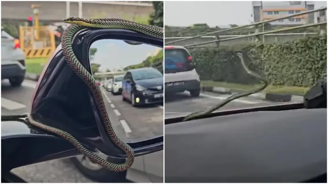 新加坡一名車主開到一半,發現毒蛇搭順風車。(圖/翻攝FB)